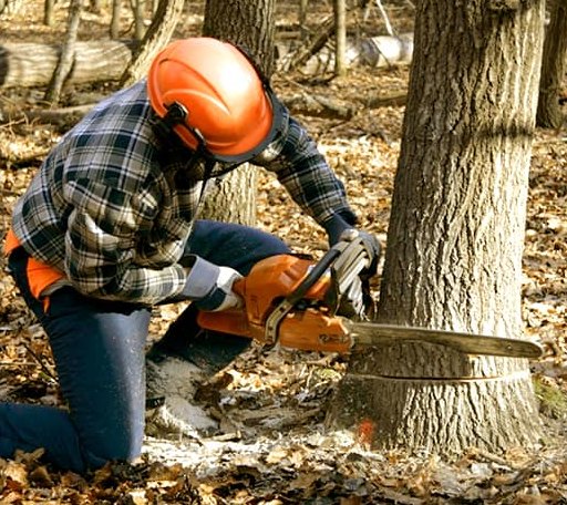 Tree Removal in Convent Station, NJ